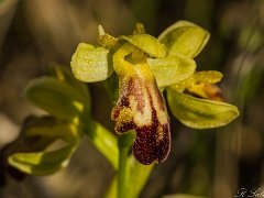 Ophrys sulcata