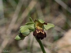 Ophrys vasconica