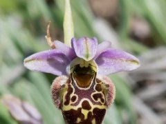 Ophrys vetula