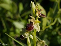 Orchys araneola