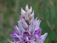 Orchis  militaris