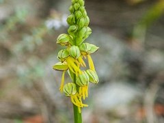 Orchis anthropophera