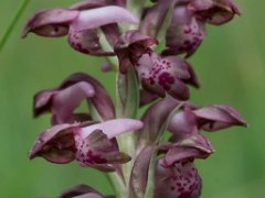 Orchis