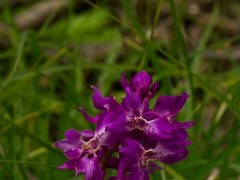 Orchis langei