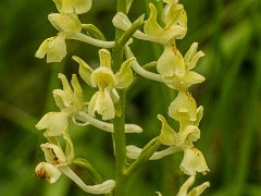 Orchis provincialis