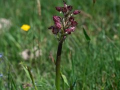 Orchis purpura