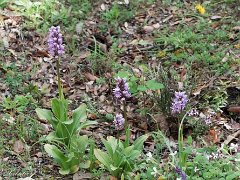 Orchis simia
