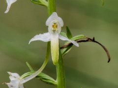 Platanthera