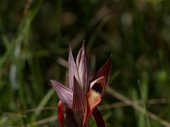 Serapias