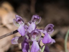 Anacamptis morio champagneuxii