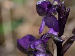 Anacamptis morio picta
