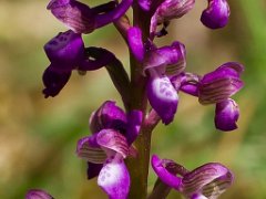 Anacamptis