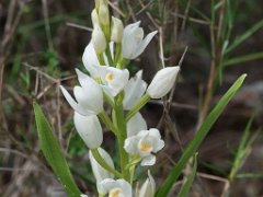 Cephalantera