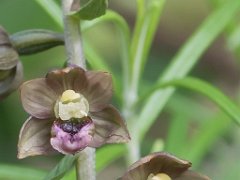 Epipactis