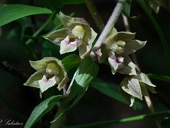 Epipactis