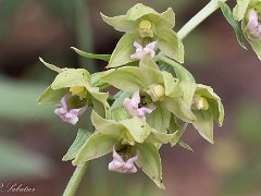 Helleborine