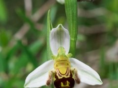 Apifera