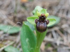 Bombyliflora