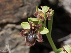 Hybrides