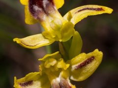 Orchidees de la Clape