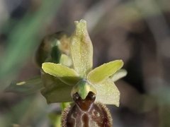 Virescens