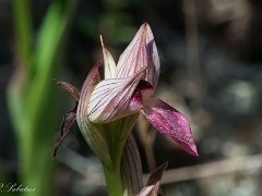 Serapia
