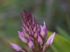 Gymnadenia conopsea