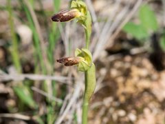 Ophrys bilumulata