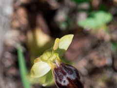Ophrys du thym