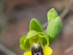 Ophrys lutea
