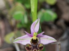 Ophrys picta