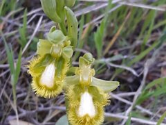 Ophrys speculum