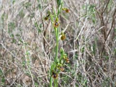 Ophrys vernixia