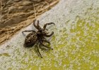 Insecte