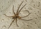 3  Heteropoda venatoria