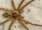 4  Heteropoda venatoria