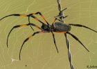 8  Araigniee Bibes Nebhila inaurota