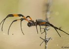9  Araigniee Bibes Nebhila inaurota