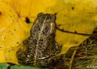 2  Crapaud   Bufo gutturalis