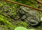 3  Crapaud   Bufo gutturalis