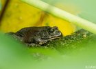 4  Crapaud   Bufo gutturalis