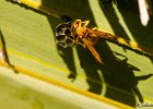 1  Guepe Polistes hebraeus