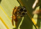 2  Guepe Polistes hebraeus
