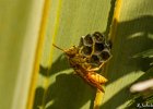 3  Guepe Polistes hebraeus