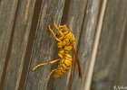 4  Guepe Polistes hebraeus
