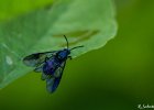 5  Mouche bleue Cibdela janthina