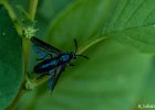 6  Mouche bleue Cibdela janthina