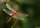 1  Tramea limbata