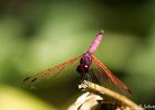 11  Trithemis annulata haematina