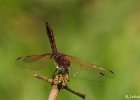 2  Trithemis annulata haematina